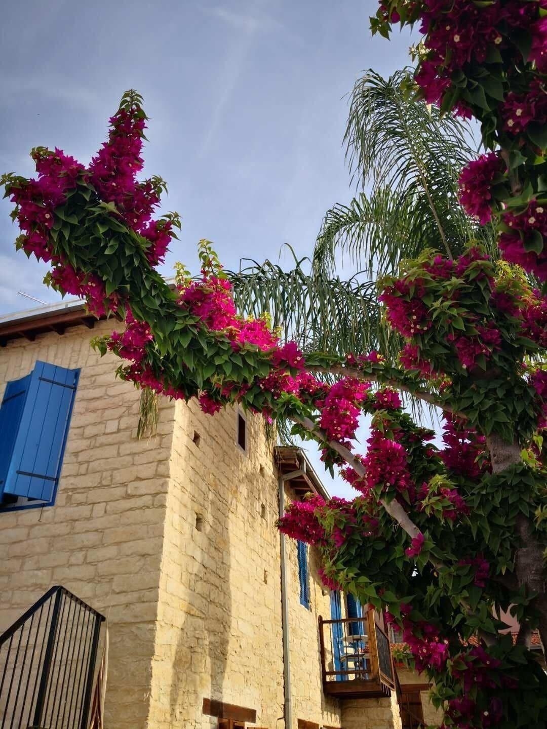Niki's House לימסול