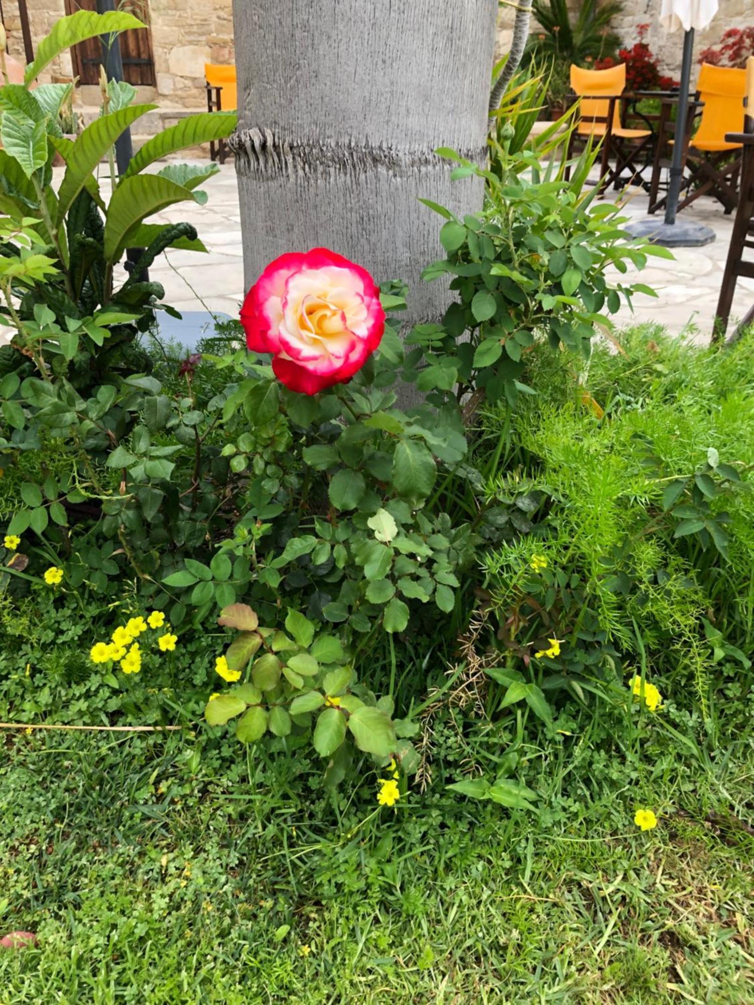 דירה Niki's House לימסול